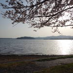 浜名湖の桜スポット