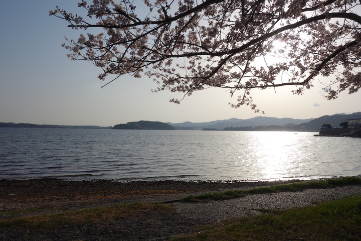 浜名湖の桜スポット