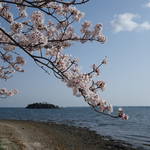 浜名湖と桜２