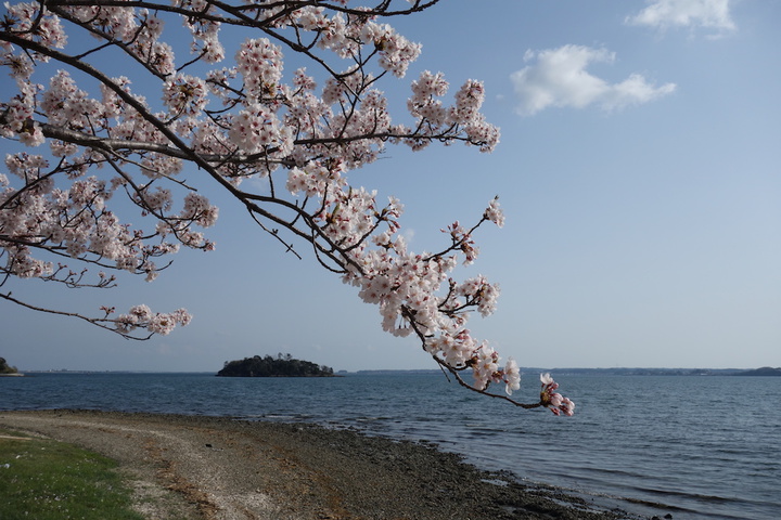 浜名湖と桜２