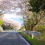 浜名湖の桜スポット・お気に入り