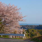 浜名湖の桜・お気に入りスポット２
