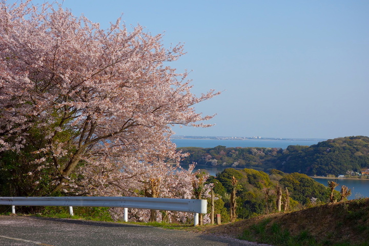 浜名湖の桜・お気に入りスポット２