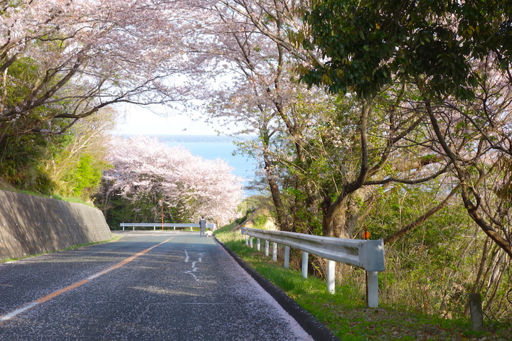 浜名湖の桜スポット・お気に入り