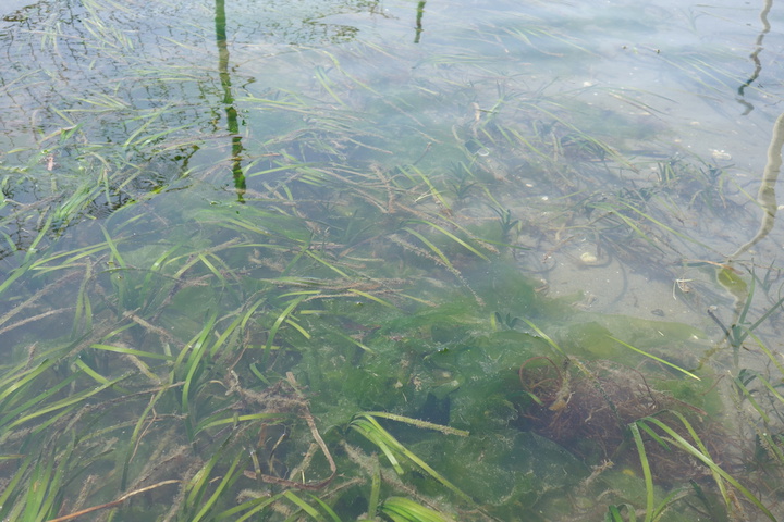 浜名湖の潮干狩り アサリ拾い に行ってきた アイスタイル Eye Style