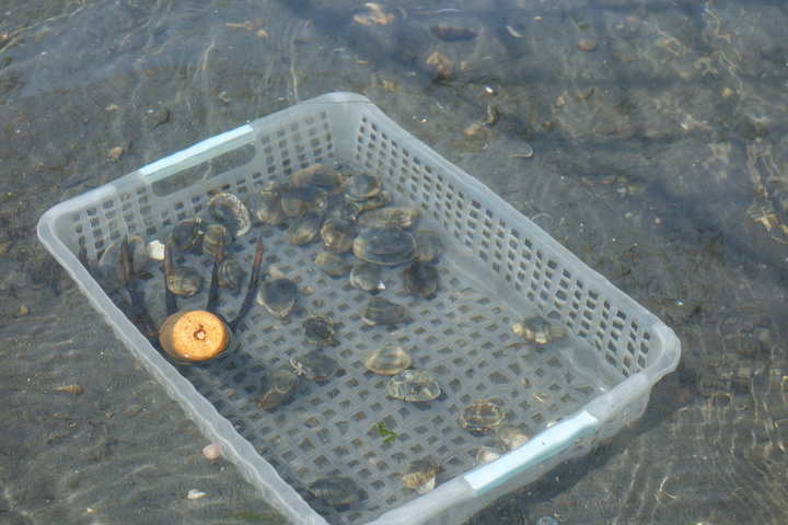 浜名湖のアサリ・潮干狩り